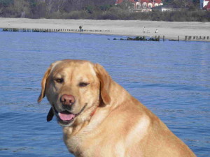 Hund an Ostsee-1